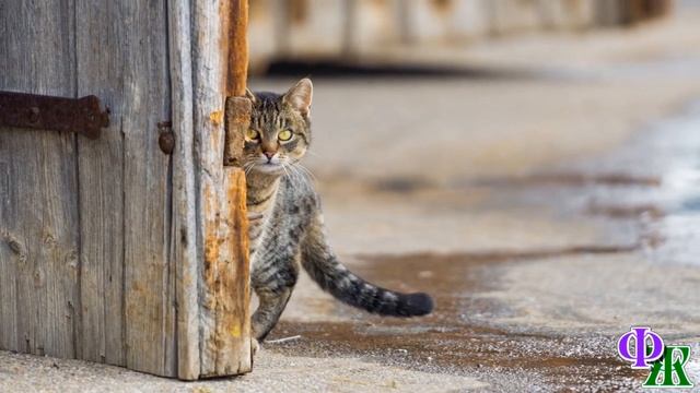 - Тут твой Мурзик в дом рвется! Впустить? – кот зашёл в опустевшую квартиру и требовательно завопил смотреть онлайн