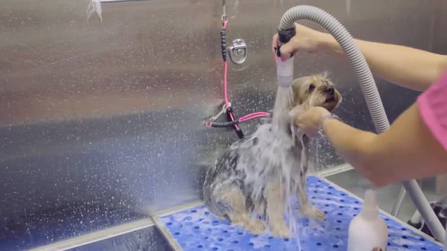 How to use Aloe Premium Dog and Cat Shampoo смотреть онлайн