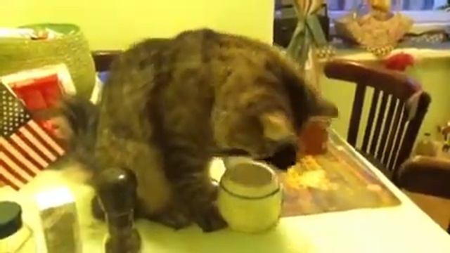 говорят, коты не едят сладкого смотреть онлайн