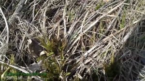 Молодые листья хрена: еда и лекарство