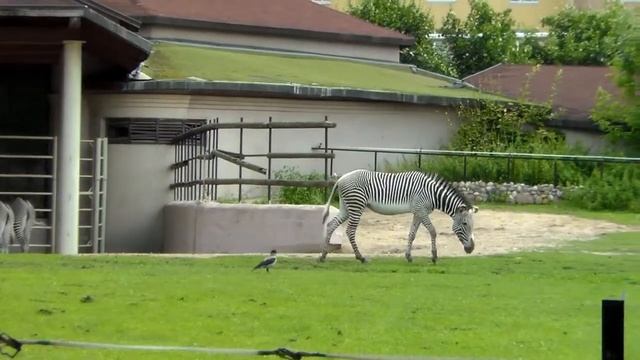 ЗООПАРК. Жираф и Зебра. Дикие животные. смотреть онлайн