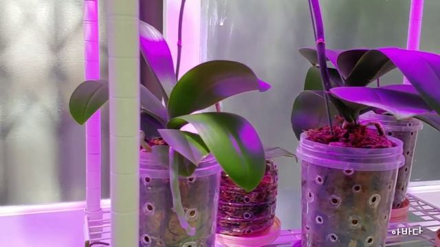 우리집 호접란들 키우는 환경. Environment to grow Orchids Phalaenopsis in my house. смотреть онлайн