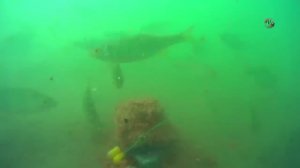 Подводные съемки ловли на _Пробку_. Рыбалка. Донная снасть. Прикормка клубничная. Fishing. câu cá