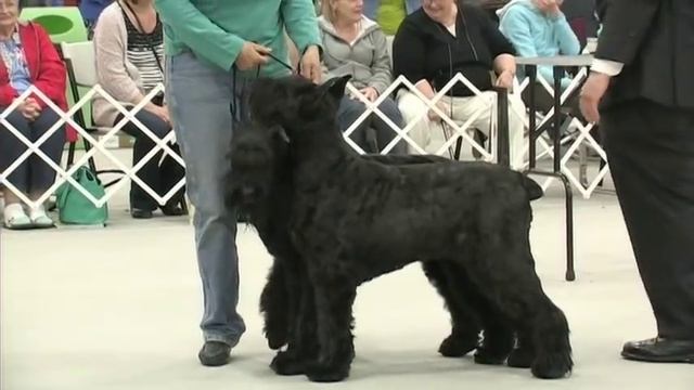 The 2013 Schnauzapalooza - Best in Show! смотреть онлайн