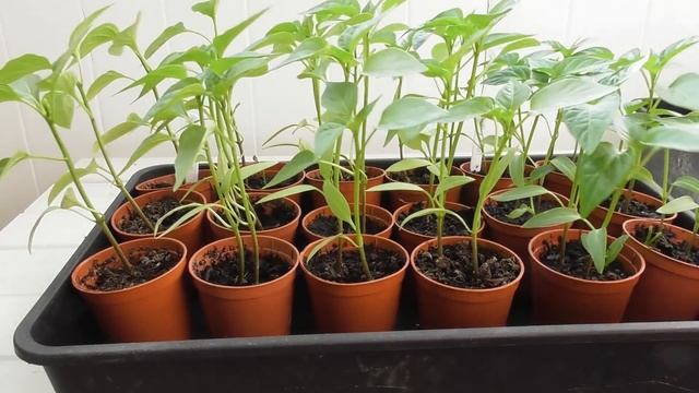 Vivi's Kitchen Garden 256: Seedling update, compost shortage & a word for beginners. смотреть онлайн