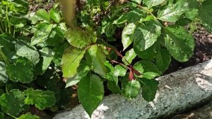 Обработка роз медным купоросом.