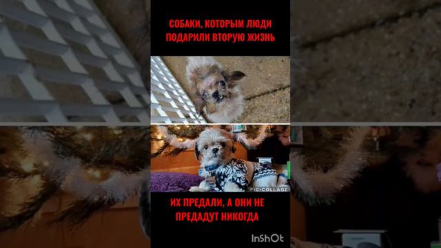 СОБАКИ ДО И ПОСЛЕ ПРИЮТА #6 #собаки#животные#друзья смотреть онлайн