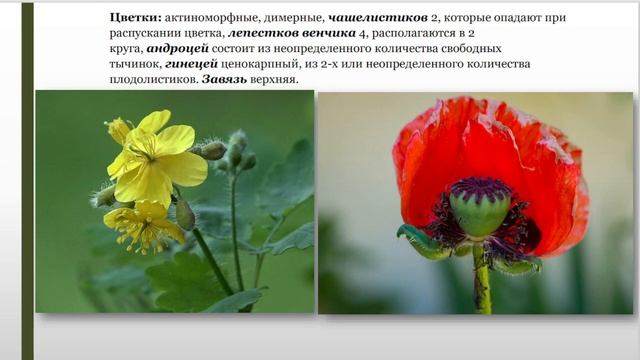 Лекция_Семейство Маковые Papaveraceae смотреть онлайн