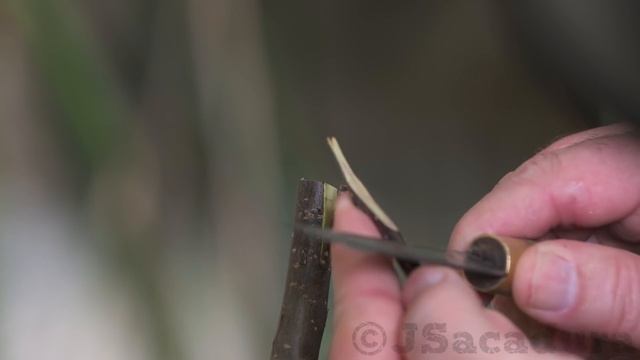 BEST Grafting Techniques Using DORMANT SCIONS | Grafting Fruit Trees