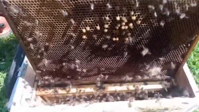 Отводки Карника F1, сезон 2019 в одном видео смотреть онлайн