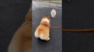 Индикатор радости