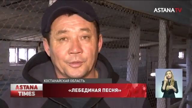 Птичий грипп: казахстанские фермеры недовольны компенсациями МСХ смотреть онлайн