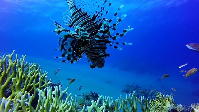 7 Самых Опасных Морских Существ в Красном Море!