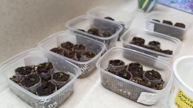 Эустома на 10-12 день.Вторая подкормка.01 января 2022г смотреть онлайн