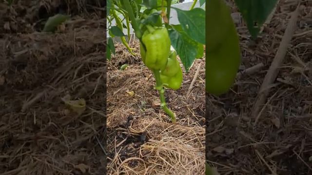 Перец Какаду оранжевый от #гавриш #перец #дачники #огородники #садоводы #теплица #урожай #огород смотреть онлайн