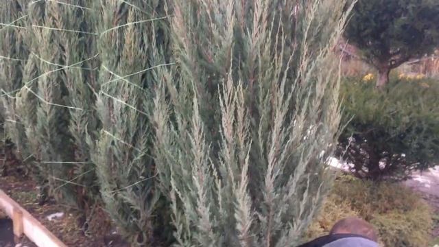 Как подготовить хвойные к зиме - обвязка можжевельника. Подготовка хвойных к зиме смотреть онлайн