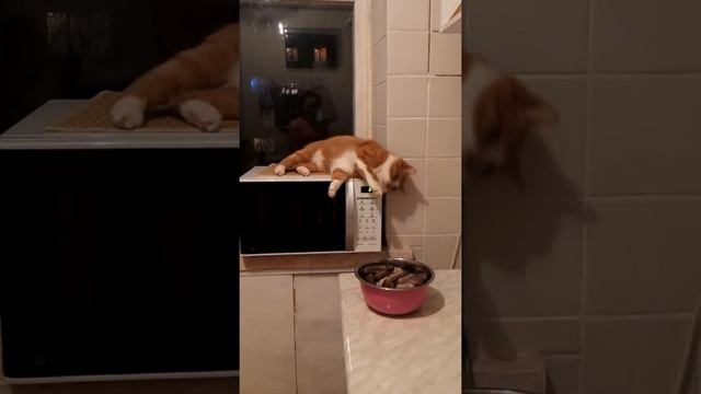 Хитрый кот просит еду / cunning cat asking for food смотреть онлайн