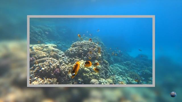 Coral Beach Resort Montazah 4 ?? // Хороший отпуск в Шарм-Эль-Шейх бухта Ras Nasrani смотреть онлайн