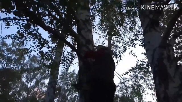 За пчёлами в лес с ветерком ....Удобная телескопическая лестница для съёма ловушек . смотреть онлайн