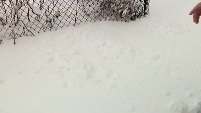 Бешеный волк напал на человека смотреть онлайн