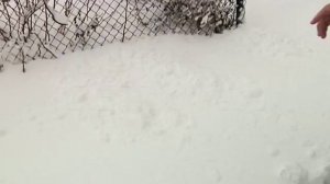 Бешеный волк напал на человека