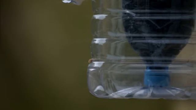 Поползень и синицы на кормушке смотреть онлайн