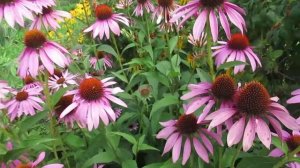 Эхинацея цветок многолетний выращивание ?