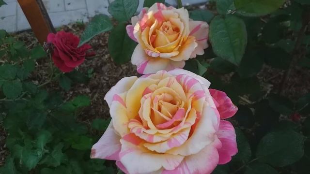 РОЗЫ многоцветные КРАСИВЫЕ ТОП-5 #розы #многоцветныерозы смотреть онлайн