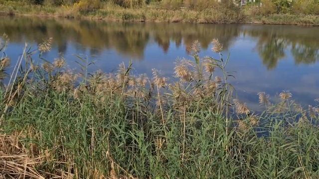 Прогулка по Орнитологическому парку в Сириусе 29.10.2023 смотреть онлайн