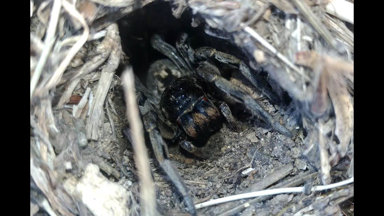 Тарантул, 4K