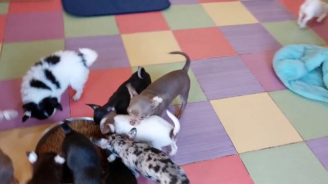 малыши чихуахуа гуляют на улице питомник Кастропуло Крым ,есть щенки в продаже+79787458062 доставка смотреть онлайн