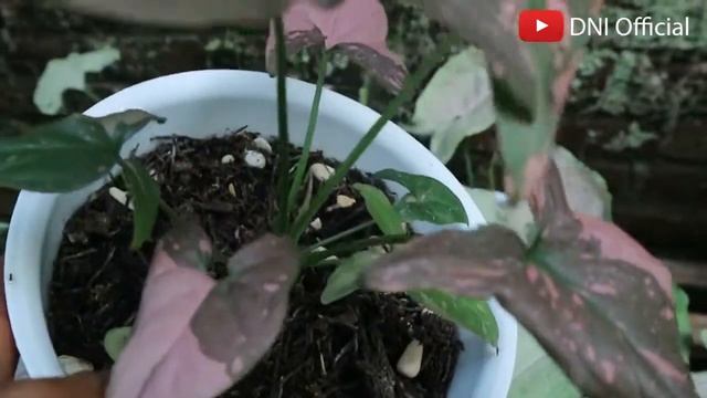 Wah TRENDING..!!! Syngonium Pink Splash & Green Splash ( Syngonium Varieties ) смотреть онлайн