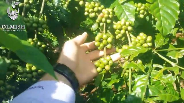 Кофе из Вьетнама оптом от Olmish Asia Food Co.,Ltd смотреть онлайн