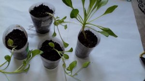 НОЛАНА-АМПЕЛЬНОЕ РАСТЕНИЕ.ОБЗОР РАССАДЫ И РАЗВИТИЕ КОРНЕВОЙ СИСТЕМЫ.СЛОЖНОСТИ В ВЫРАЩИВАНИИ.