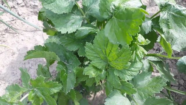 НОВИНКИ МОЕГО ОГОРОДА. Обзор грядок. Мой опыт. смотреть онлайн