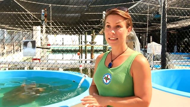 Sea Turtle Hospital || Florida Adventure Series Pt 3 смотреть онлайн