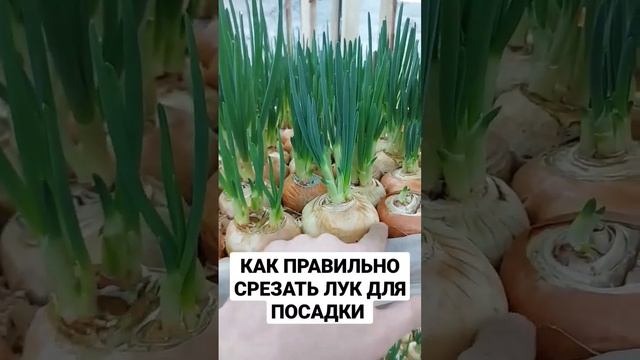 КАК ПРАВИЛЬНО СРЕЗАТЬ ВЕРХУШКУ ЛУКА смотреть онлайн