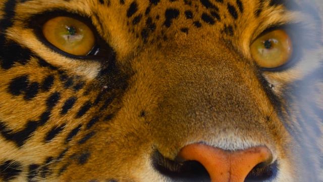 8K Video Ultra HD 120   Best Of Dolby Vision 8K 120fps