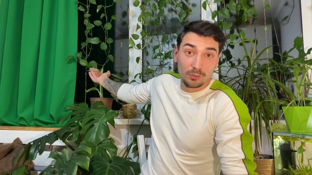 Умерли всё мои растения, когда купил цветок на рынке у бабушки! #комнатныерастения #цветы смотреть онлайн