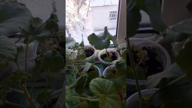 Обзор комнатных растений часть 1. смотреть онлайн