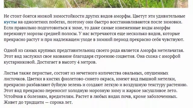 Аморфа кустарниковая Звезда современного дизайна сада смотреть онлайн