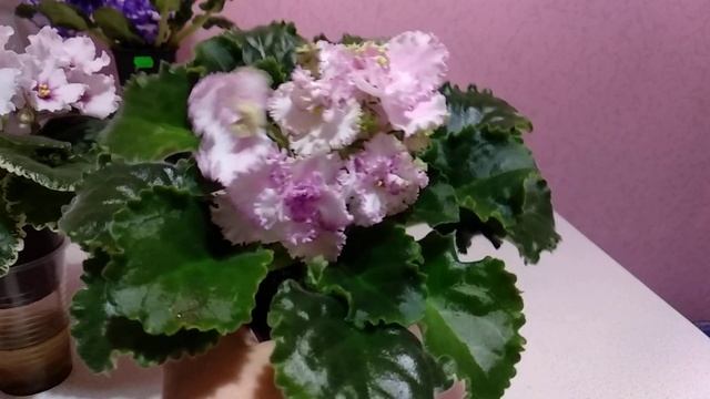 Фиалки. Новые сорта из моей коллекции смотреть онлайн