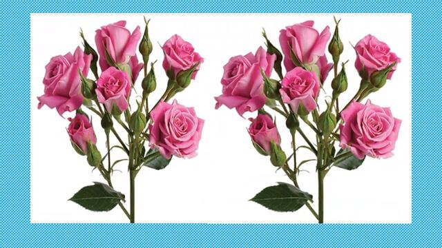 Spray Rose - PURPLE смотреть онлайн