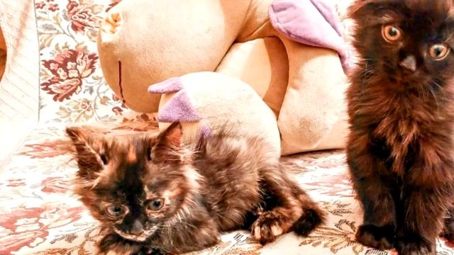 Кошка родила в днище машины, но сама не выжила. Котята стали вываливаться на асфальт один за другим смотреть онлайн