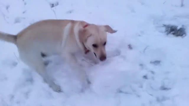 ❄❄❄❄ Рокси обожает снег и играть в снежки. Лабрадор играет в снежки funny dogs