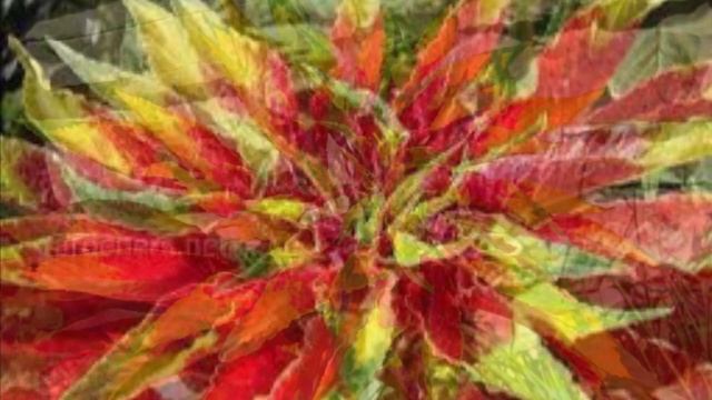 Буду сеять эти!!!!!очень красивые и не прихотливые однолетние и многолетние цветы смотреть онлайн