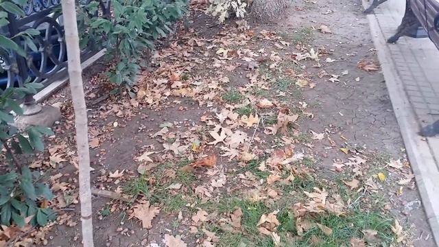 два Дуба (Черешчатых)здоровых плодоносящих,пл.Захарова северная сторона г.Севастополь АР Крым 2020г смотреть онлайн