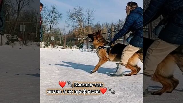 кинолог