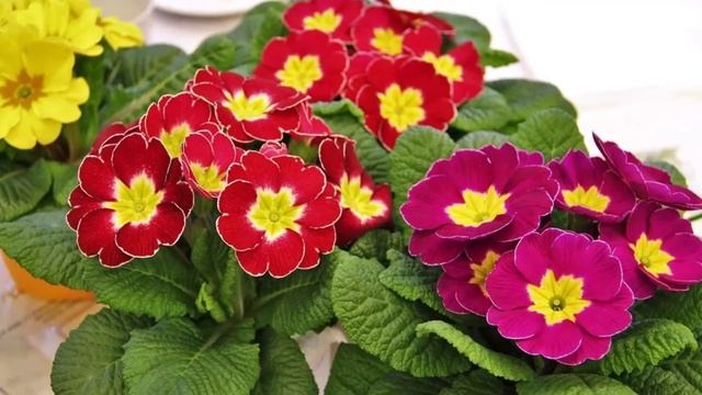 Видео-урок "Весенние цветы" смотреть онлайн