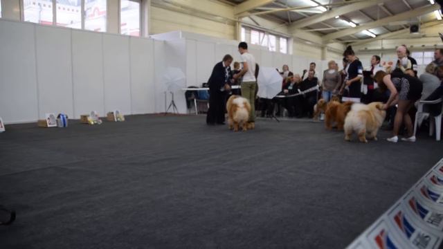 чау-праздник 4.11.16 г.кобели класс-юниоры смотреть онлайн